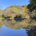 谷戸山公園：湧き水谷からの湧水を集める水鳥の池（谷戸地形と湧水）