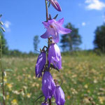 Nesselblättrige Glockenblume