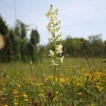 Grüne Wald-Hyazinthe