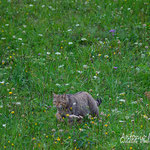 Maschio di gatto selvatico, in caccia in una radura al margine di un bosco, Slovenia.