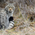 Gatto selvatico - Parco Nazionale d'Abruzzo Lazio e Molise