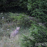 Gatto selvatico, al margine di un bosco di conifere sorpreso alle ultime luci del giorno. Slovenia.