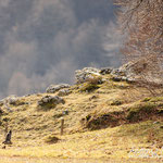 Un gatto selvatico dopo tre giorni di pioggia, si scalda al sole del mattino. Parco Nazionale d'Abruzzo Lazio e Molise.