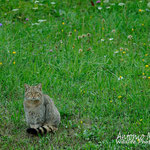 Maschio di gatto selvatico,  Slovenia.