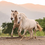 Pferdefotografie in Tengen
