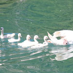 Un convoi de cygnes