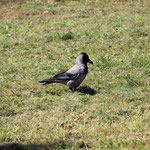 Le corbeau Belgradois est noir et gris, il semble du coup moins tristoune