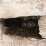 Les bébés pigeons cachés dans la tour 
