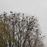 Un remake des oiseaux d'Hitchcock