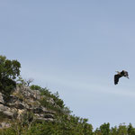 Qui saura reconnaître cet oiseau ?