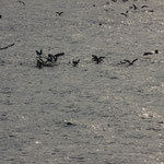 Les mouettes dans le sillon d'un bateau de pêche