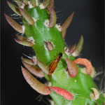 Kaktus mit Ohrenkäfer
