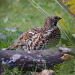 Haselhuhn