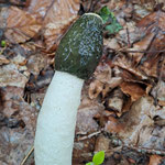 Gemeine Stinkmorchel (Phallus impudicus)  ©Margareta Loscher
