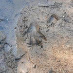 Pfotenabdrücke vom Waschbär  ©Barbara Langer