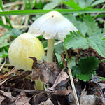 Goldmistpilz (Bolbitius titubans)  ©Margareta Loscher