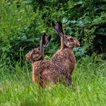 Feldhasen  ©Wolfgang Meyer