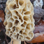 Speise- oder Rundmorchel (Morchella esculenta)  ©Rudi Regner