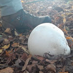 Riesenbovist - Calvatia gigantea  ©Barbara Langer