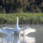 Schwan  ©Herbert Nitsche