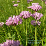Allium angulosum  ©Hans Seitz