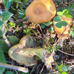 Grünblättriger  Schwefelkopf (Hypholoma fasciculare), giftig!  ©Margareta Loscher