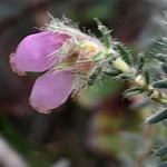 Glockenheide - Erica tetralix  ©Barbara Langer