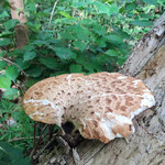 Schuppiger Porling (Polyporus squamosus)  ©Margareta Loscher