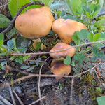 Grünblättriger  Schwefelkopf (Hypholoma fasciculare), giftig!  ©Margareta Loscher
