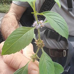 Unterart der Ackerminze - Mentha arvensis ssp. parietariifolia  ©Barbara Langer