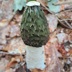 Gemeine Stinkmorchel (Phallus impudicus)  ©Margareta Loscher