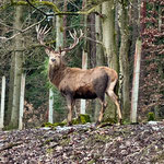 Rothirsch  ©Wolfgang Meyer