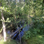 vom Biber gestautes Wasser  ©Barbara Langer