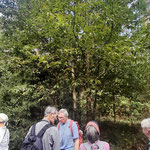 Esskastanie - Castanea sativa ©Barbara Langer
