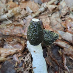 Gemeine Stinkmorchel (Phallus impudicus)  ©Margareta Loscher