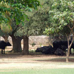 Buffaloes in the shade of trees, in the school grounds