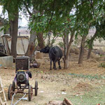 Buffalo wait for milking