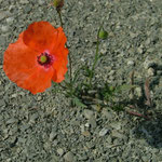 Klatschmohn 21.06.2008