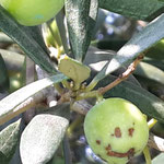 Glückliche Olive