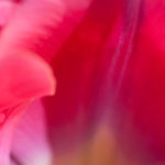Farbenmeer einer Tulpe