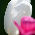Tulpe im Mai