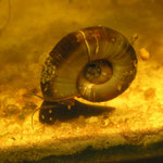 Posthornschnecke (Planorbarius corneus)