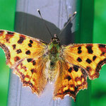 C-Falter (Polygonia c-album)