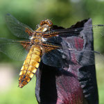 Plattbauch w (Libellula depressa)