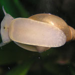 Spitzschlammschnecke (Lymnea stagnalis)