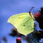 Zitronenfalter (Gonepteryx rhamni)