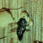 Luzerne-Blattschneiderbiene (Megachile rotundata) mit einem Blattstück zwischen den Beinen am Nesteingang (Insektenhotel)