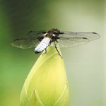 Plattbauch  (Libellula depressa)