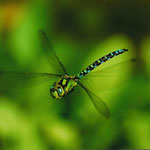 Blaugrüne Mosaikjungfer (Aeshna cyanea)