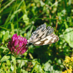 Schachbrettfalter (Melanargia galathea)